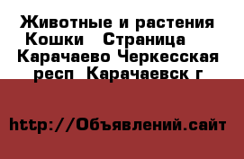 Животные и растения Кошки - Страница 7 . Карачаево-Черкесская респ.,Карачаевск г.